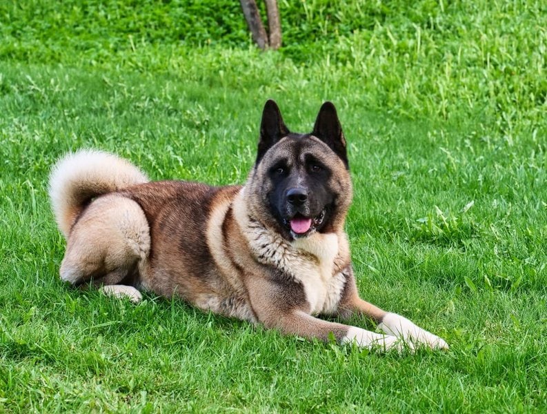 Pros and cons of owning Akita Dog In India