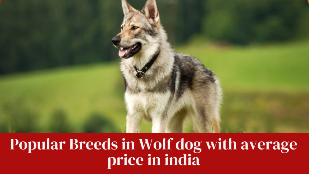 Popular Breeds in Wolf dog with average price in india