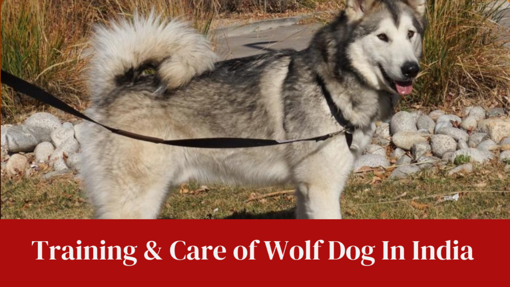 Training & Care of Wolf Dog In India