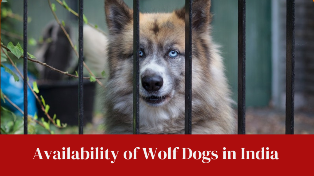 Availability of Wolf Dogs in India