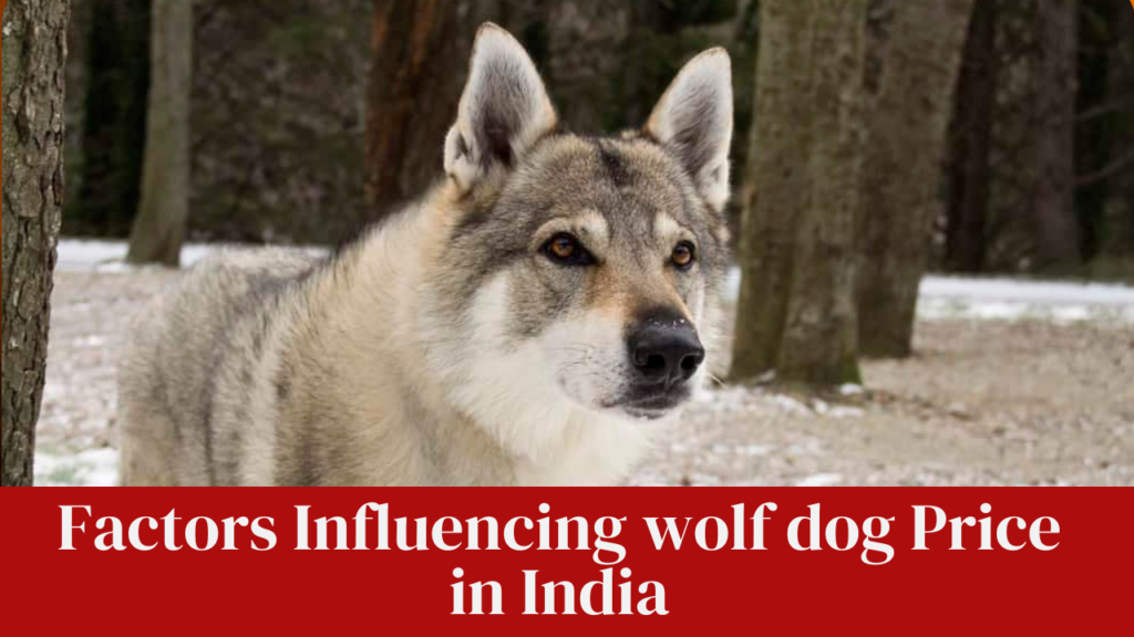 Factors Influencing wolf dog Price in India