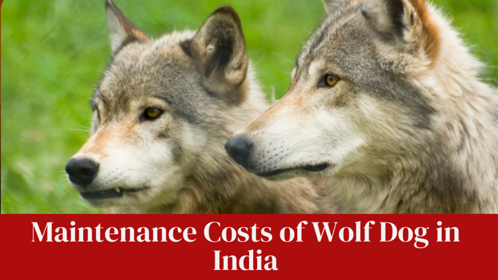 Maintenance Costs of Wolf Dog in India