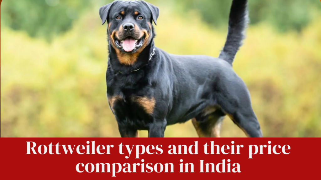 Rottweiler types and their price comparison in India