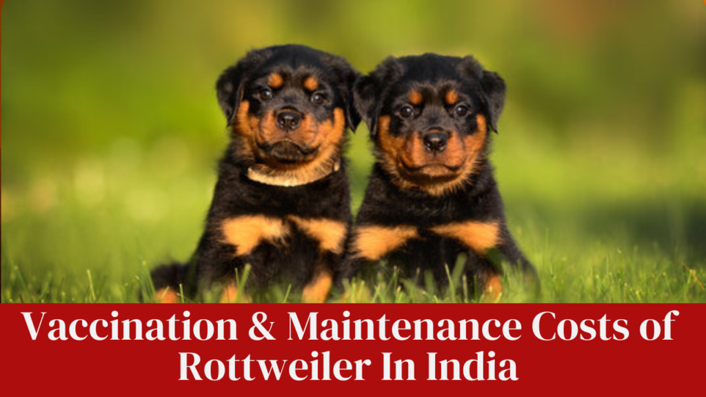 Vaccination & Maintenance Costs of Rottweiler In India