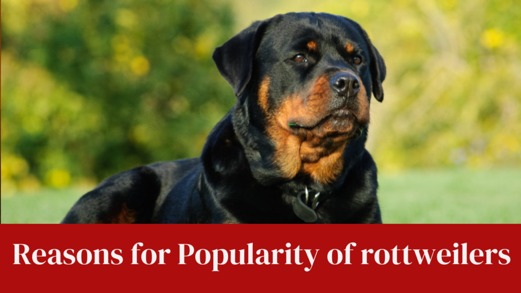 Reasons for Popularity of rottweiler