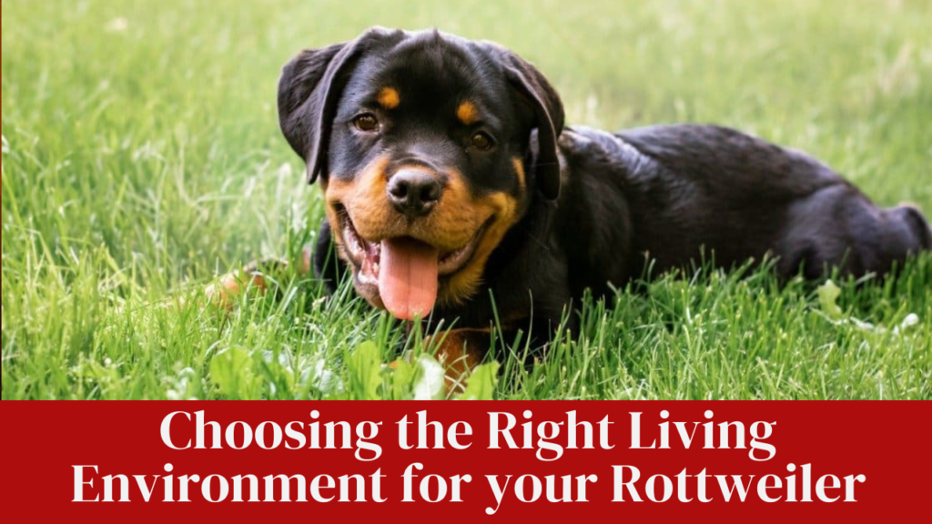 Choosing the Right Living Environment for your Rottweiler