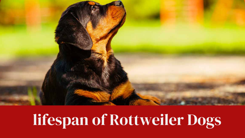 lifespan of Rottweiler Dogs