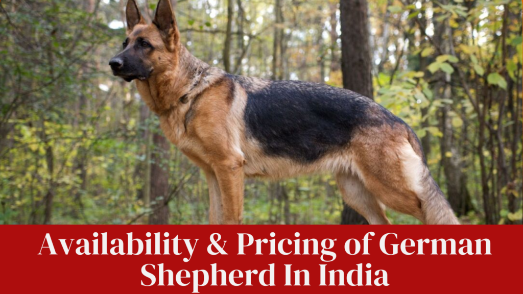 German Shepherd Price In India