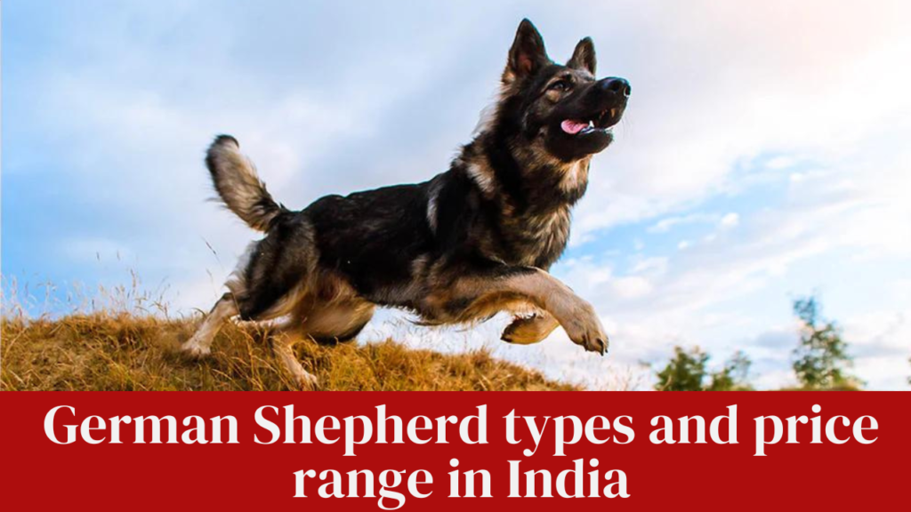 German Shepherd types and price range in India