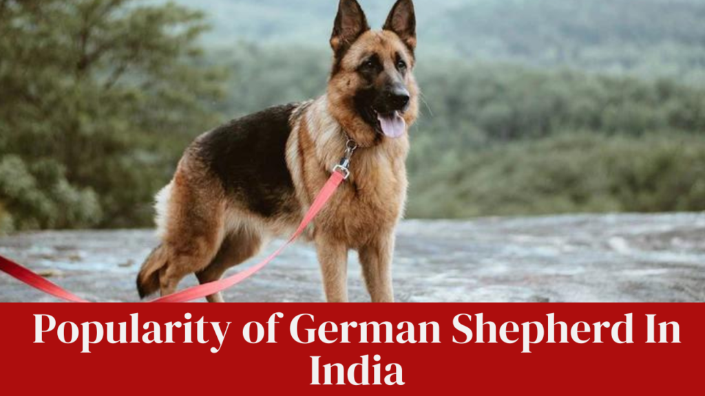 Popularity of German Shepherd In India