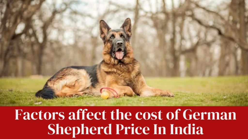 Factors affect the cost of German Shepherd Price In India