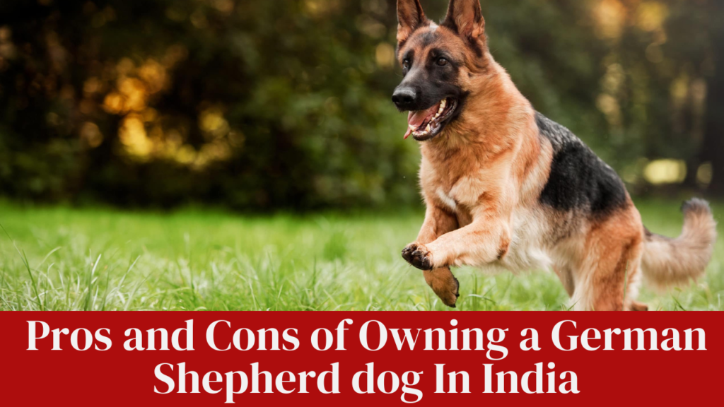 Pros and Cons of Owning a German Shepherd dog In India