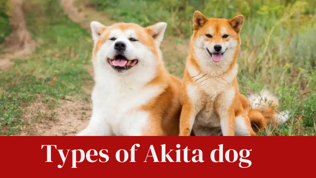 Types of Akita dog
