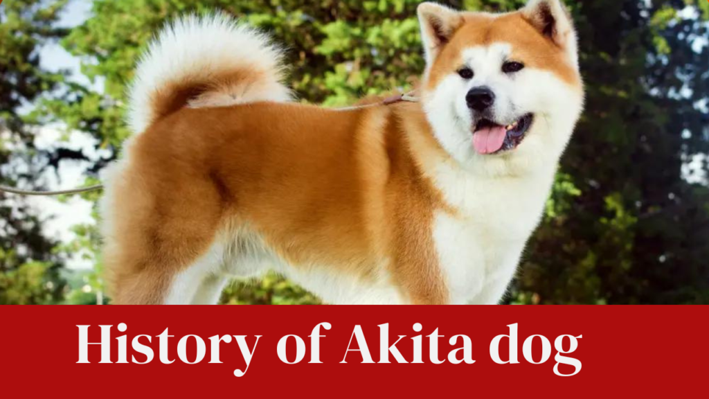 History of Akita dog
