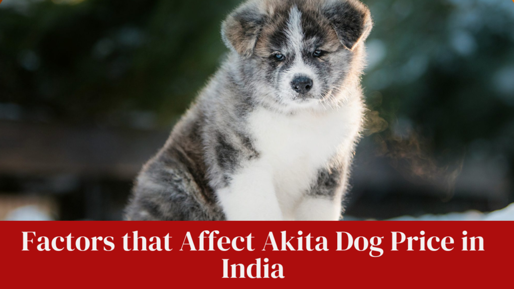 Factors that Affect Akita Dog Price in India