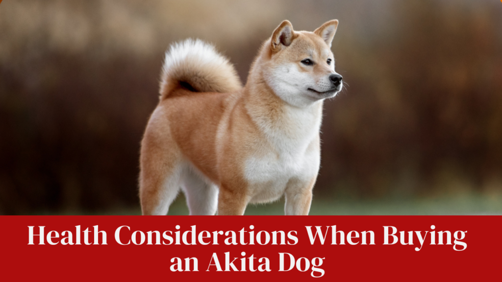 Health Considerations When Buying an Akita Dog