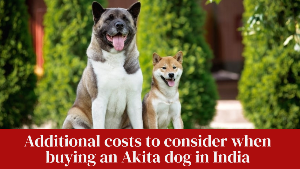 Additional costs to consider when buying an Akita dog in India