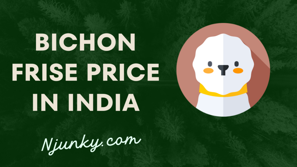 Bichon Frise Price In India