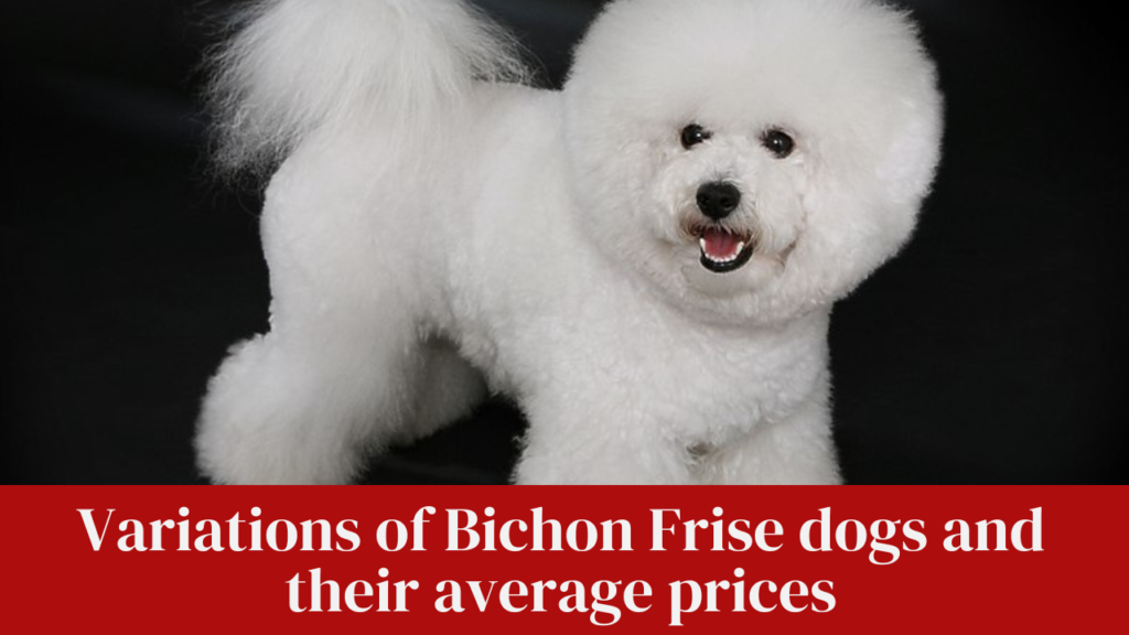Variations of Bichon Frise dogs and their average prices
