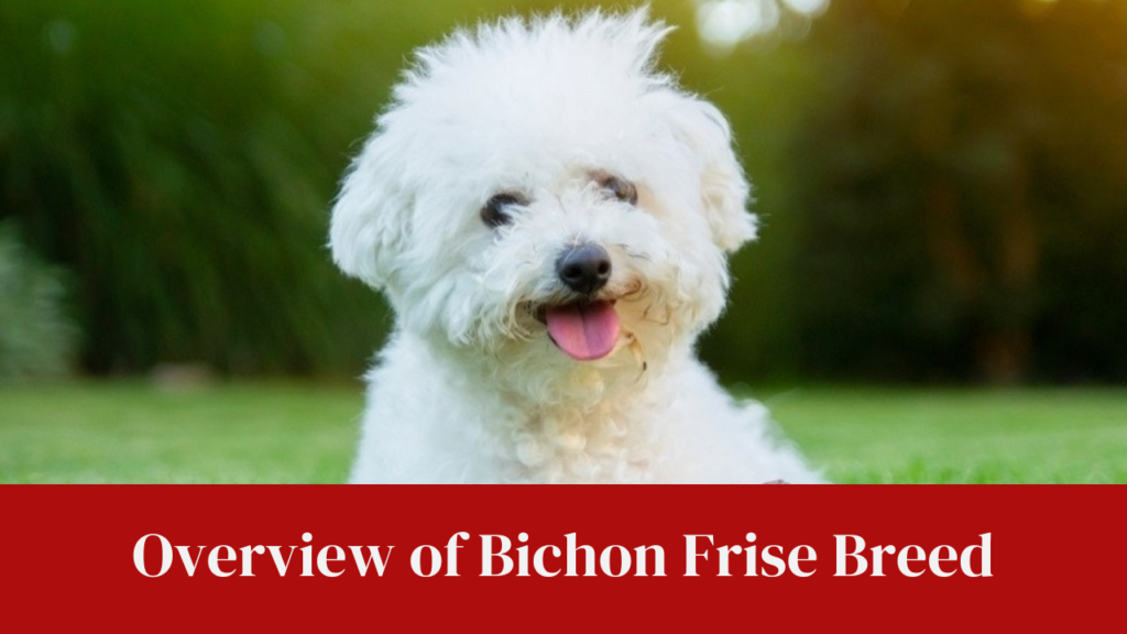 Overview of Bichon Frise Breed