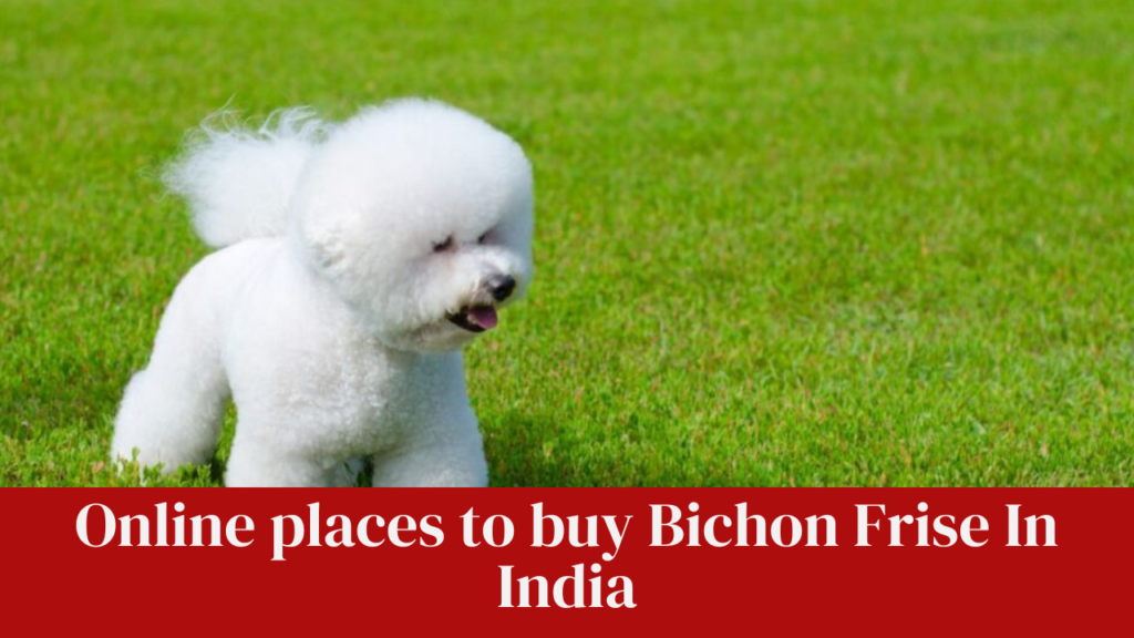 Online places to buy Bichon Frise In India