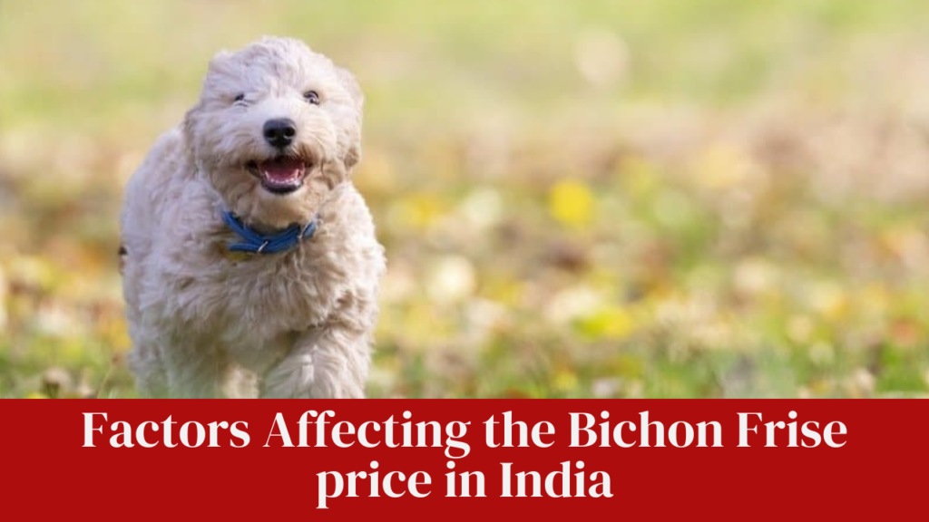 Factors Affecting the Bichon Frise price in India