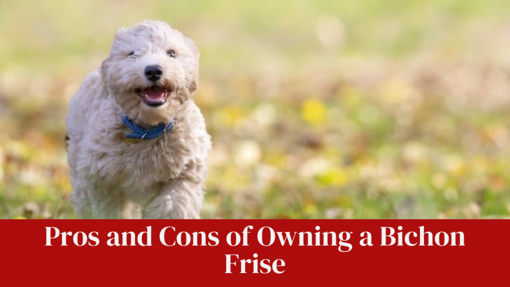 Pros and Cons of Owning a Bichon Frise