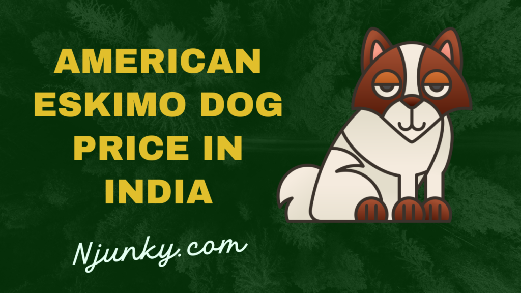 American Eskimo Dog Price In India