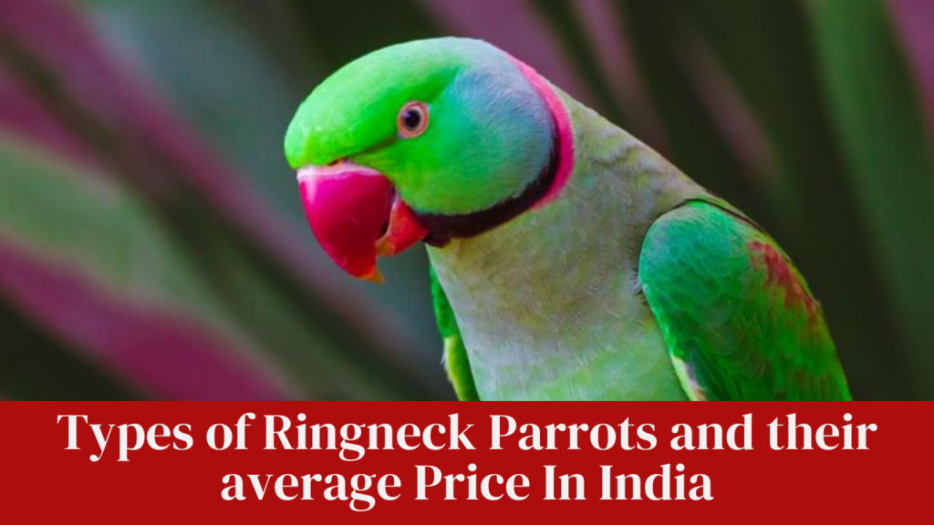 Types of Ringneck Parrots and their average Price In India