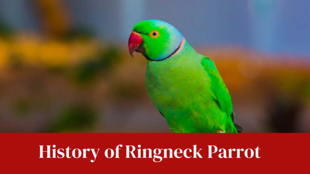 History of Ringneck Parrot