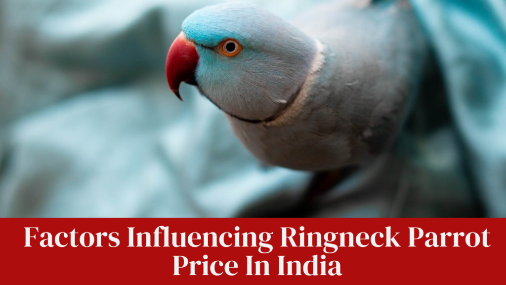 Factors Influencing Ringneck Parrot Price In India