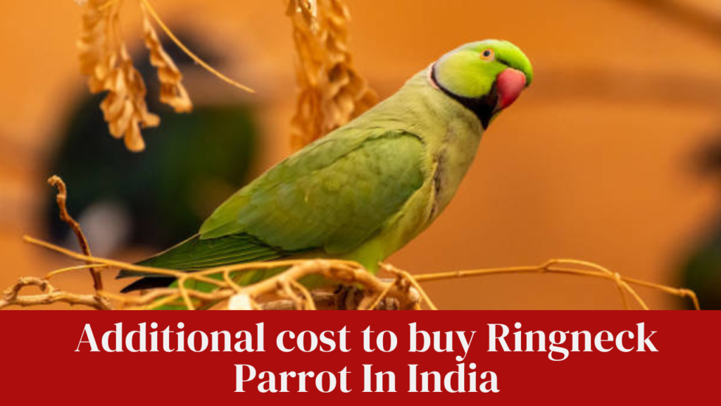 Additional cost to buy Ringneck Parrot In India
