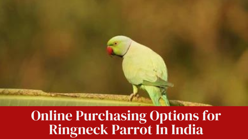 Online Purchasing Options for Ringneck Parrot In India