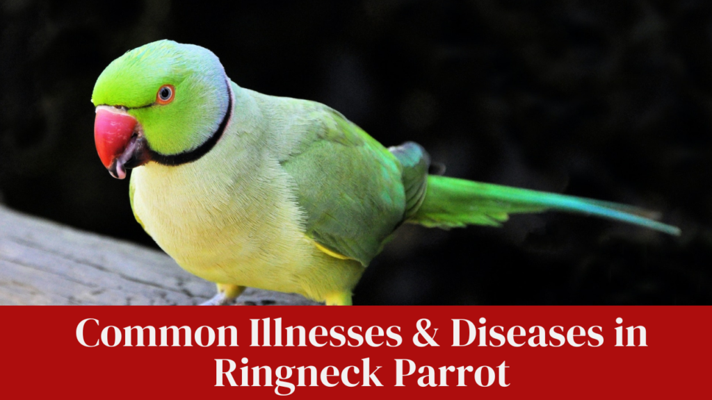 Common Illnesses & Diseases in Ringneck Parrot
