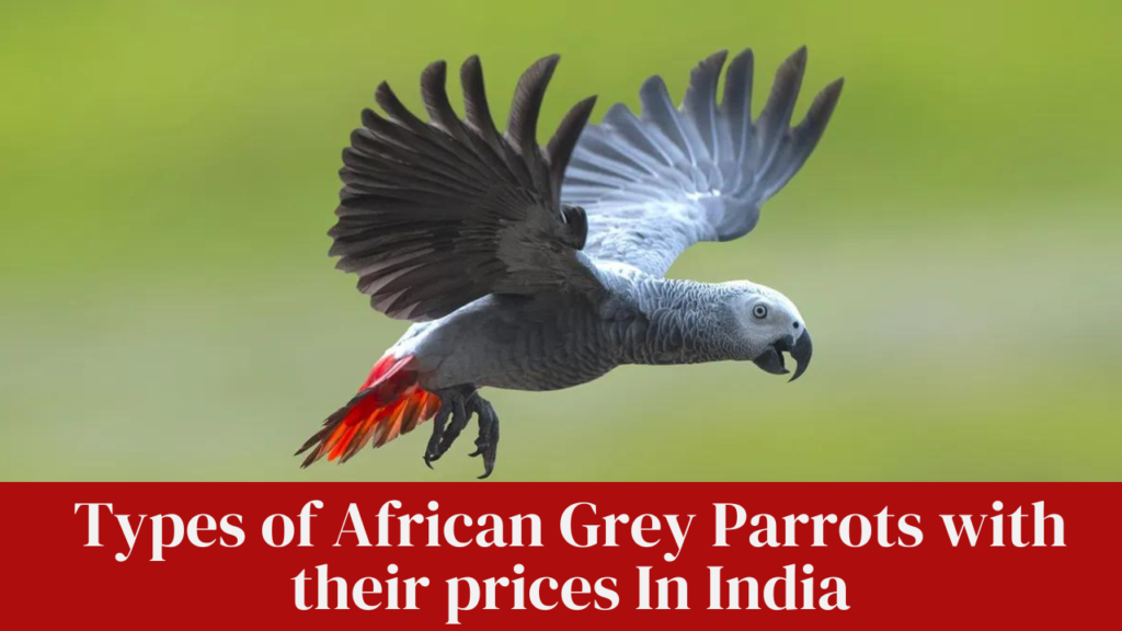 Types of African Grey Parrots with their prices In India