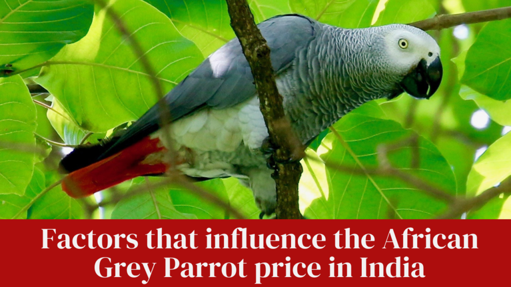 Factors that influence the African Grey Parrot price in India