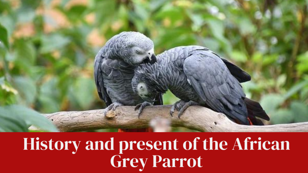History and present of the African Grey Parrot