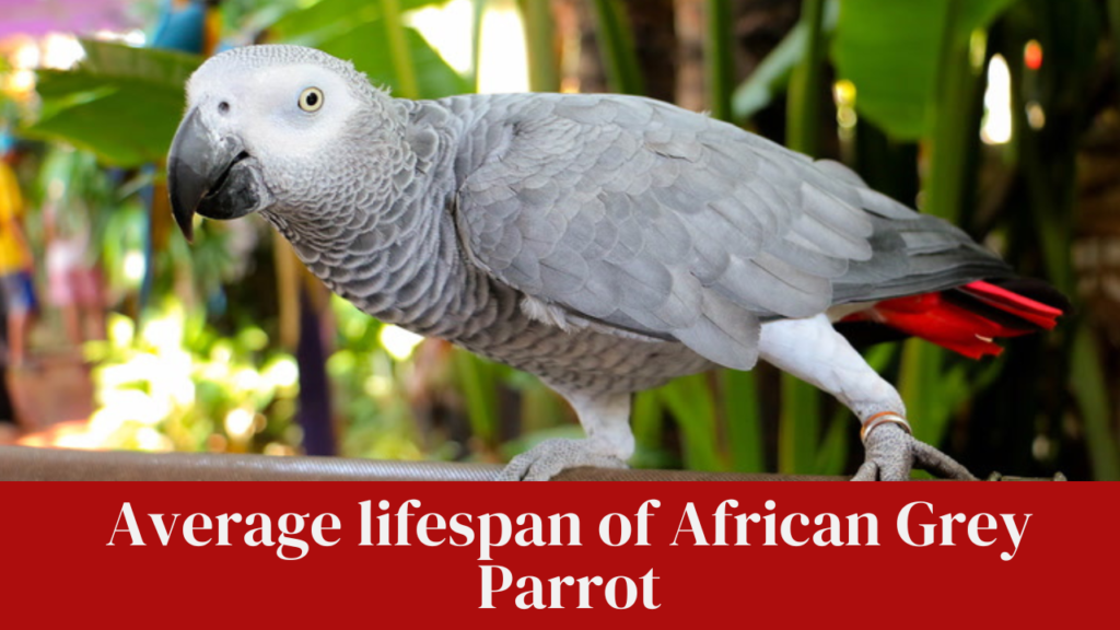 Average lifespan of African Grey Parrot