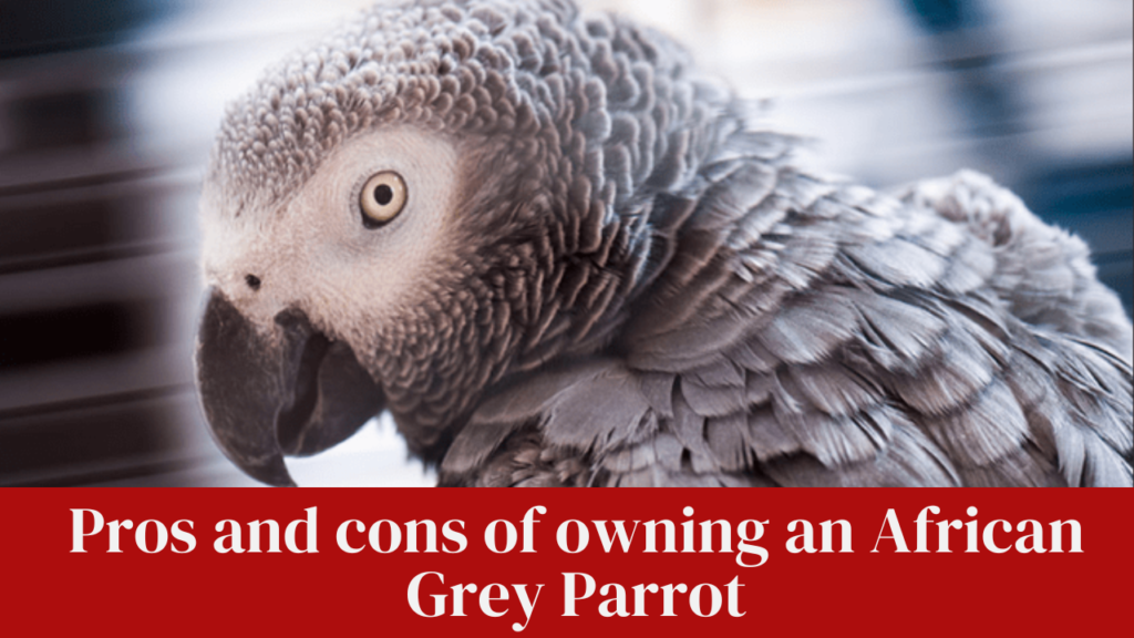 Pros and cons of owning an African Grey Parrot:
