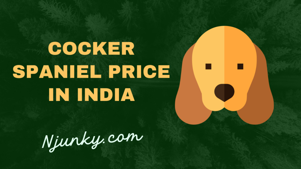 Cocker Spaniel Price In India
