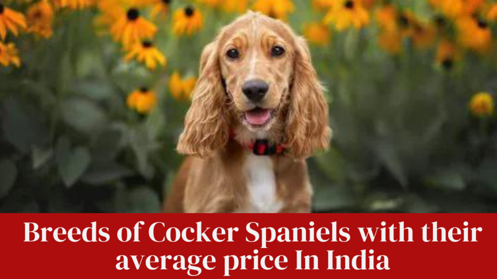 Breeds of Cocker Spaniels with their average price In India