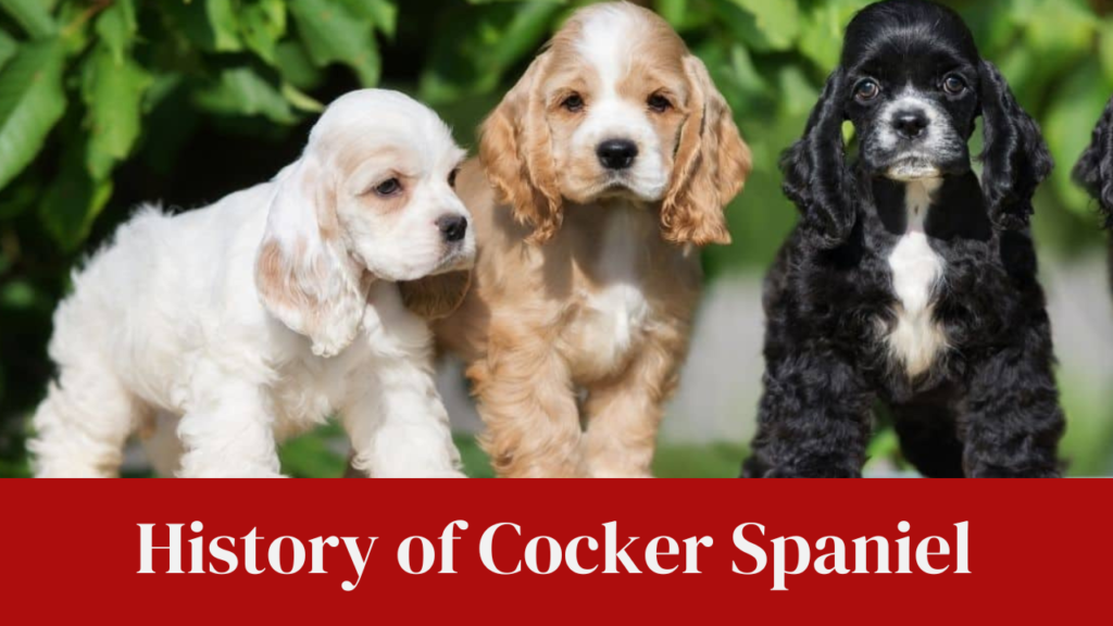History of Cocker Spaniel
