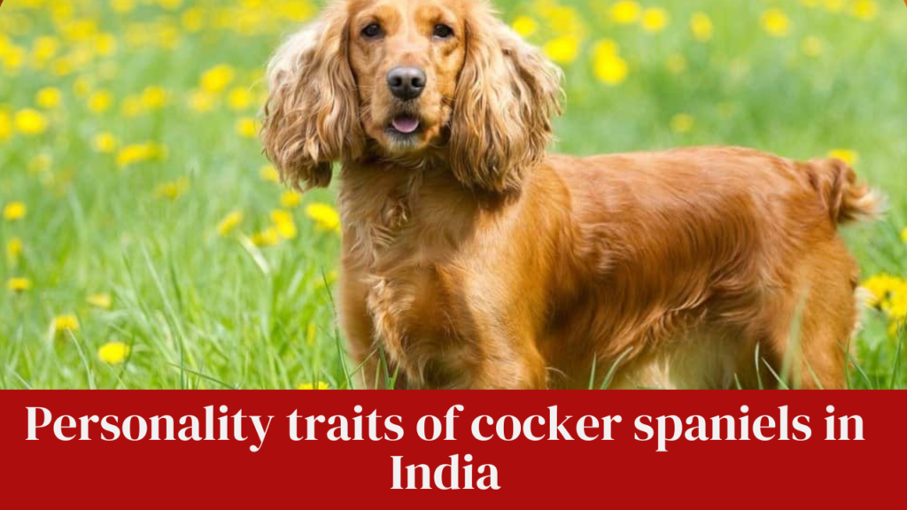 Personality traits of cocker spaniels in India