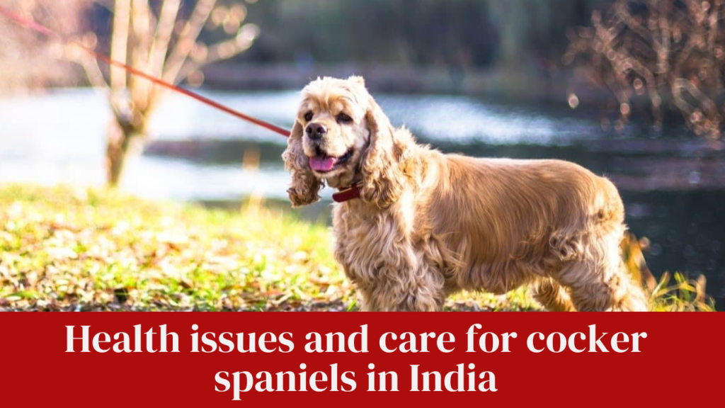 Health issues and care for cocker spaniels in India