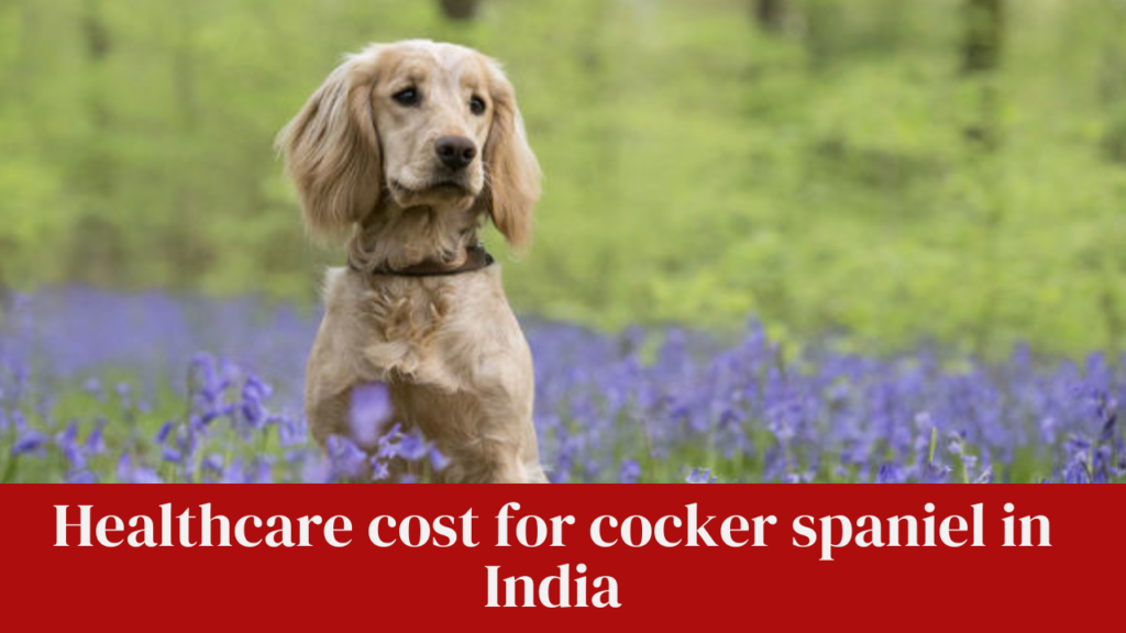 Healthcare cost for cocker spaniel in India