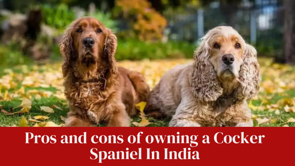 Pros and cons of owning a Cocker Spaniel In India