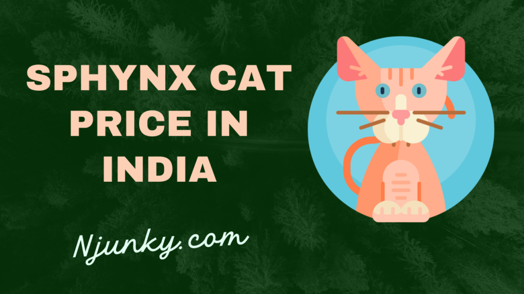 Sphynx Cat Price In India