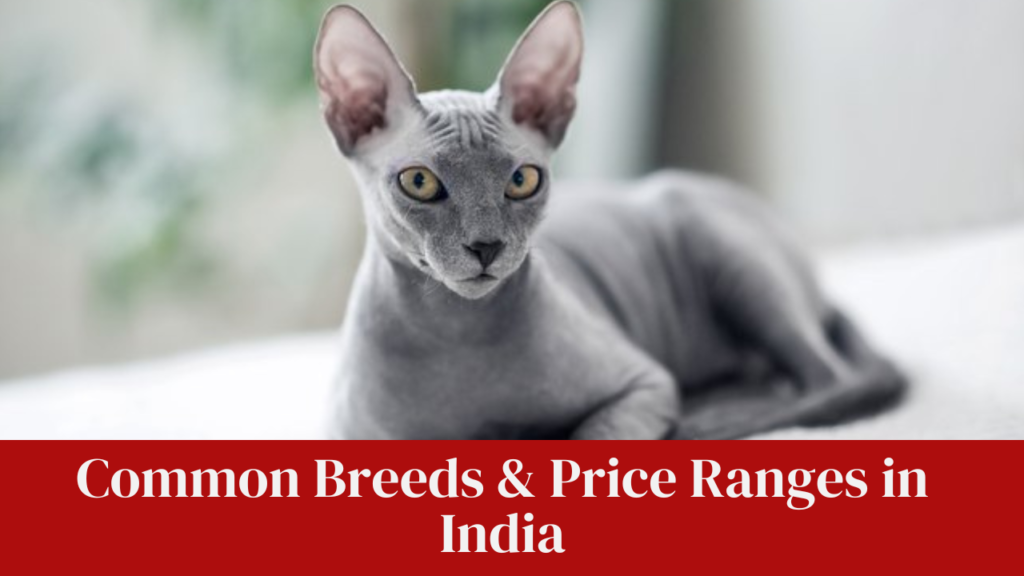 Common Breeds & Price Ranges in India