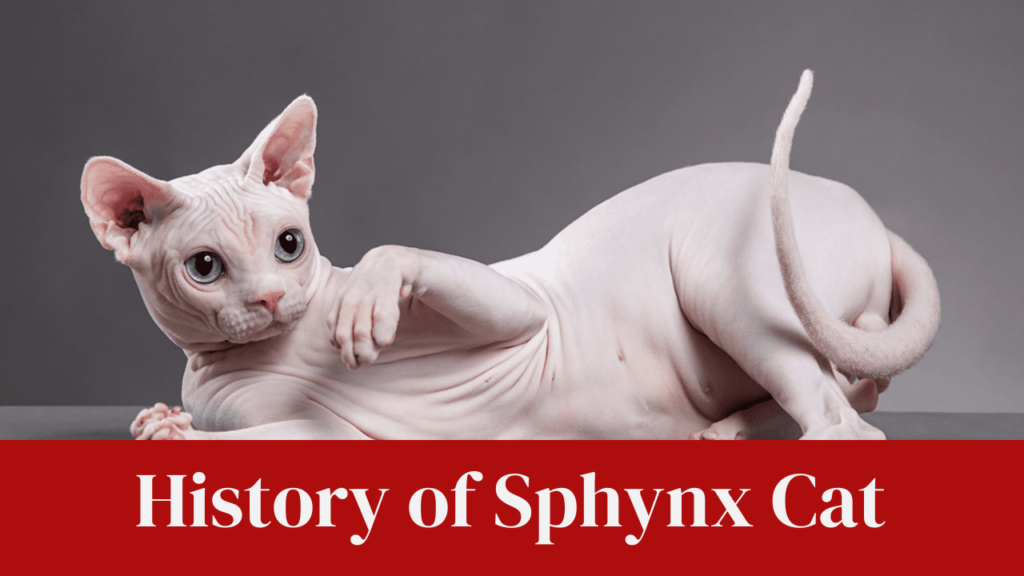 History of Sphynx Cat