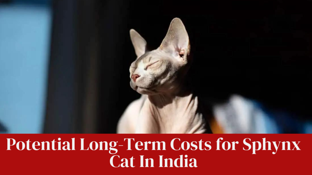 Potential Long-Term Costs for  Sphynx Cat In India